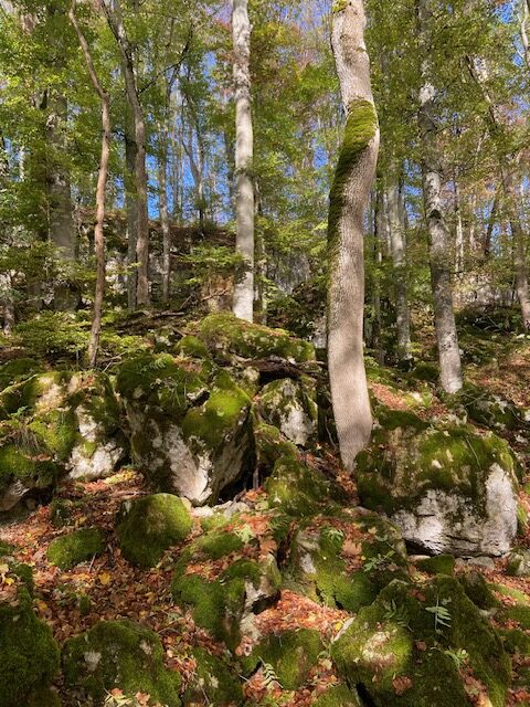 Blätter einer 250 Jahre alten Buche von der Alb